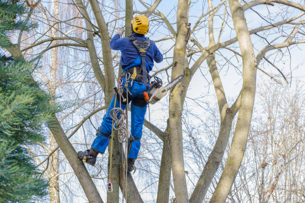 How Our Tree Care Process Works  in  Hazard, KY